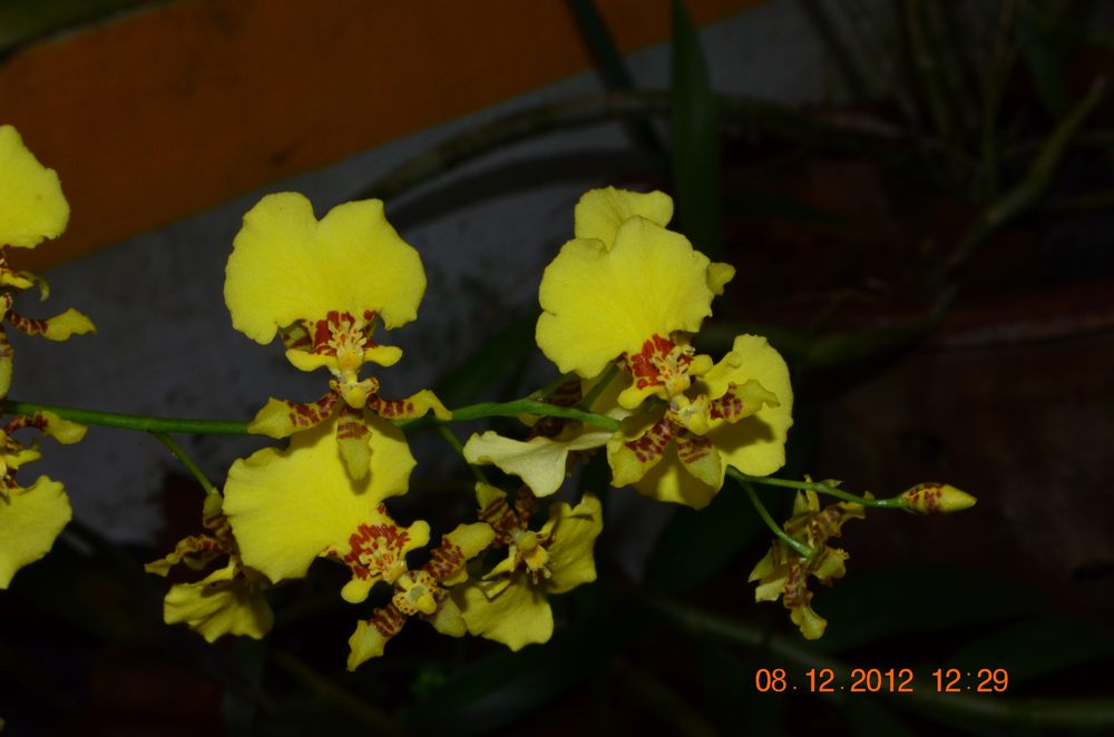 Oncidium flexuosum hybrid – eFlora of India